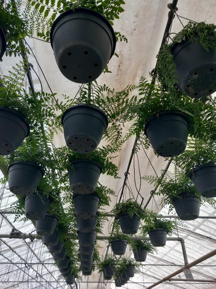 ASPLENIUM PARVATI BASKET BK20