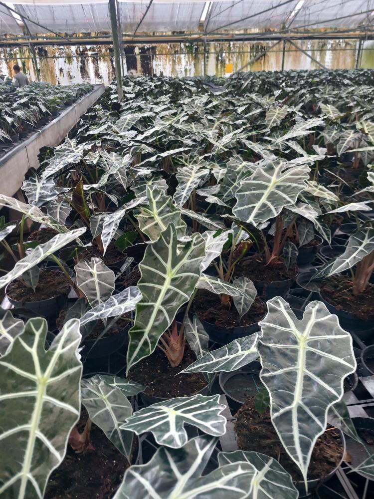 ALOCASIA A. POLLY CP17