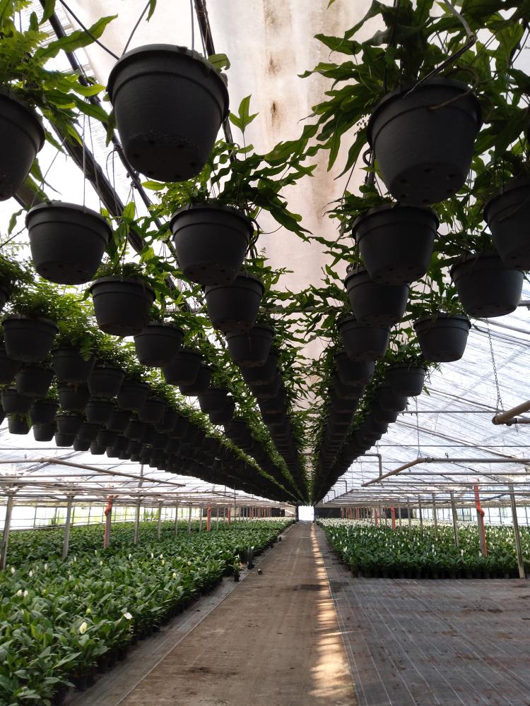 MICROSORUM DIVERSIFOLIA BASKET BK20