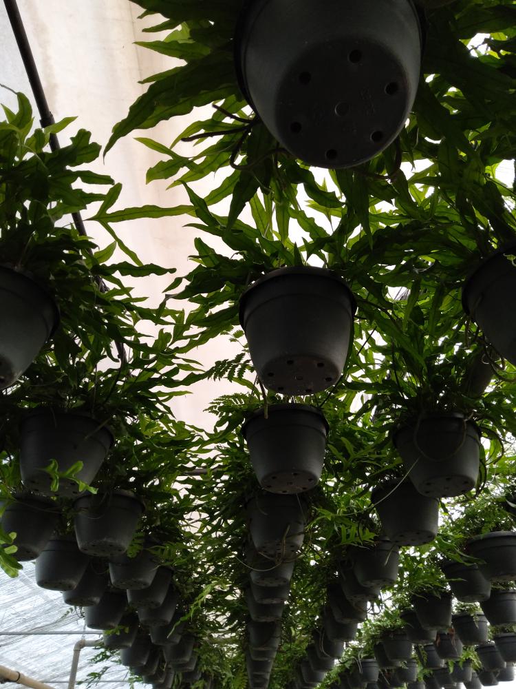 MICROSORUM DIVERSIFOLIA BASKET BK20