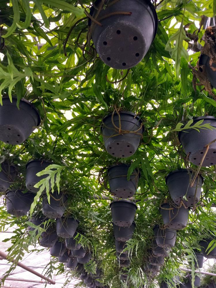 MICROSORUM DIVERSIFOLIA BASKET BK20