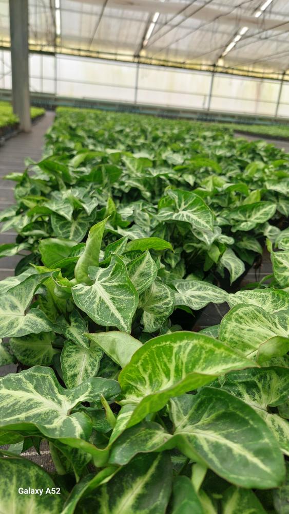SYNGONIUM ARROW CP17