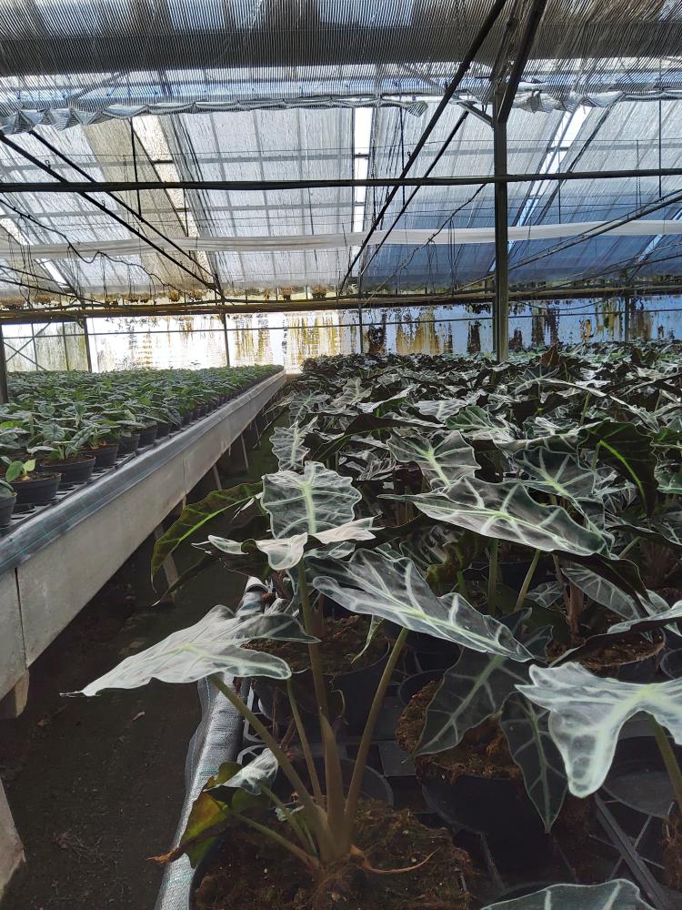 ALOCASIA A. POLLY CP17