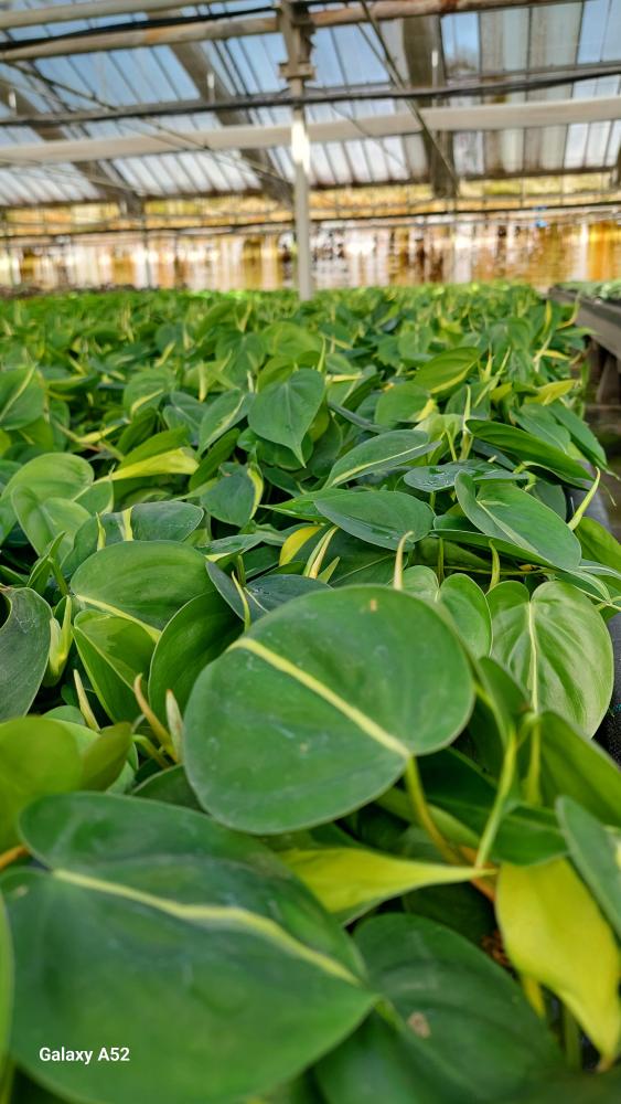 PHILODENDRON BRASIL CP17