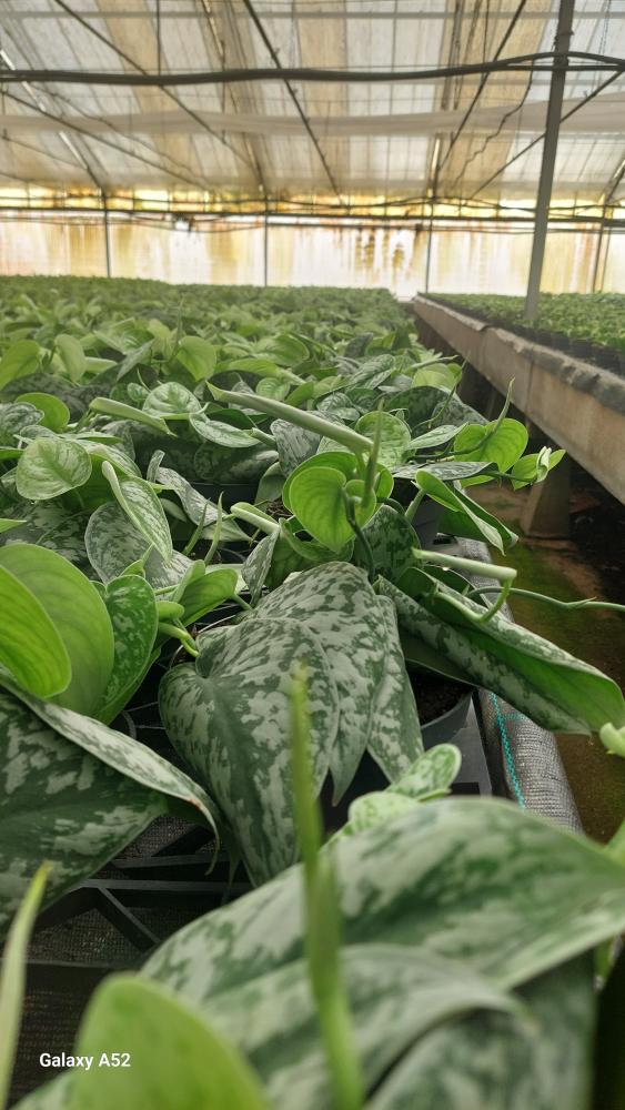 SCINDAPSUS PICTUM S. ANN CP17