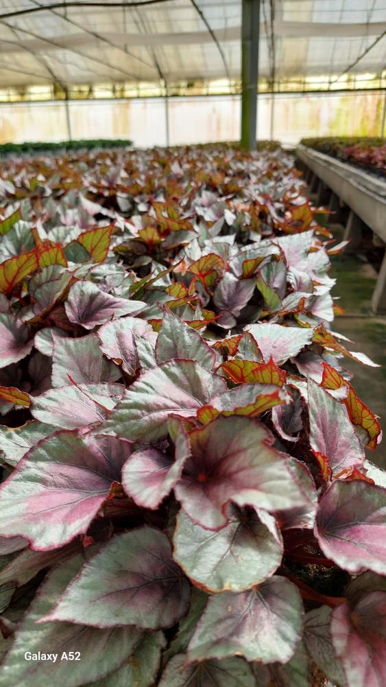 BEGONIA BELEAF CP17