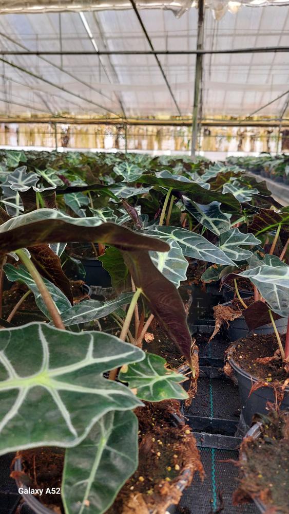 ALOCASIA POLLY VP12