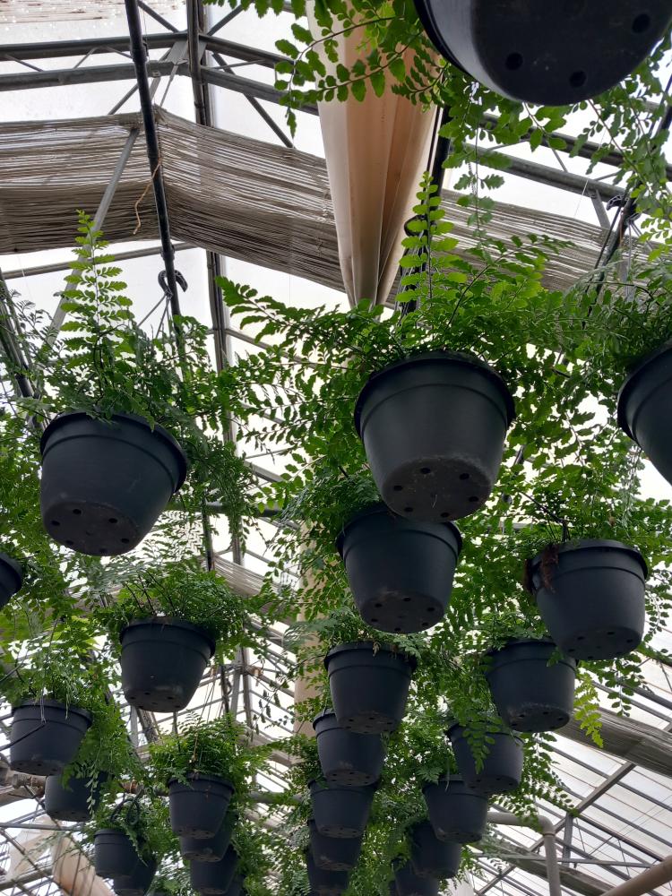 ASPLENIUM PARVATI BASKET BK20