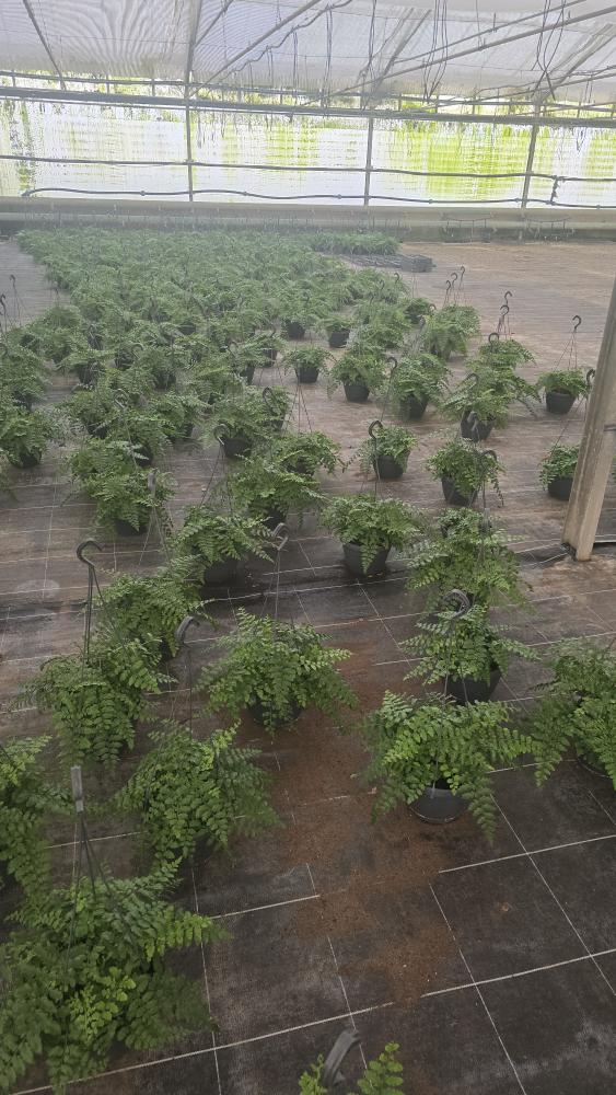 ASPLENIUM PARVATI BASKET BK20