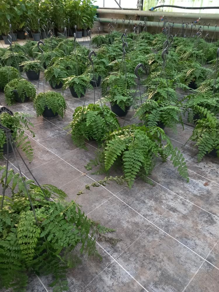 ASPLENIUM PARVATI BASKET BK20