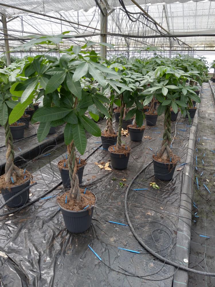 PACHIRA AQUATICA VP30