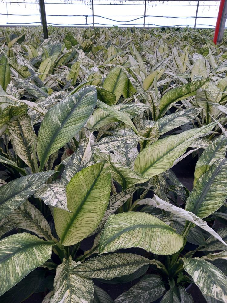 SPATHIPHYLLUM SENSATION VARIEGATO VP17