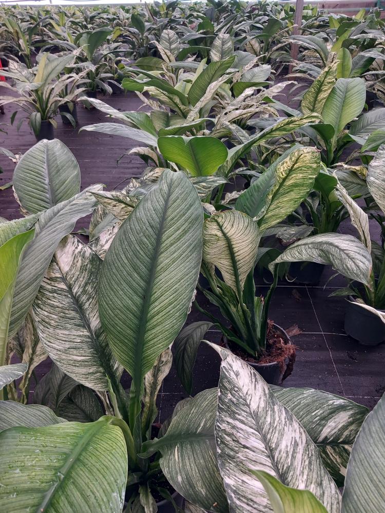 SPATHIPHYLLUM SENSATION VARIEGATO VP17