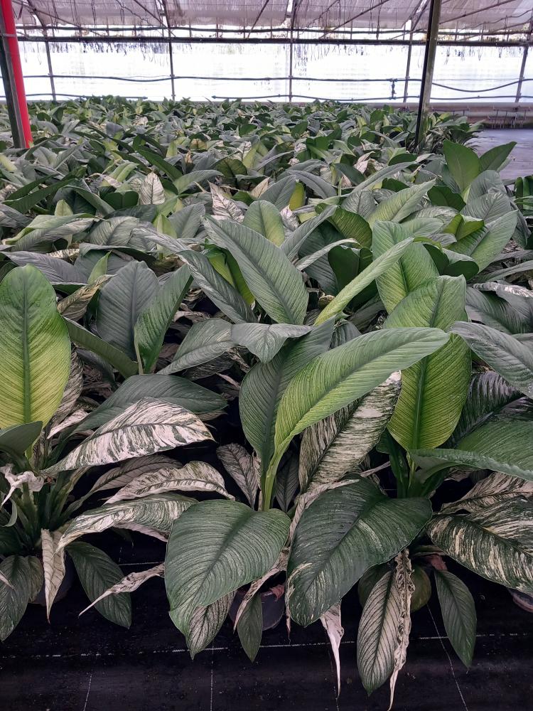 SPATHIPHYLLUM SENSATION VARIEGATO VP17