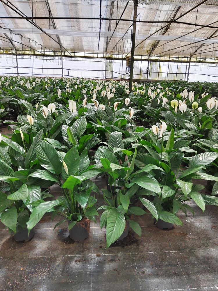 SPATHIPHYLLUM MARTINA VP17