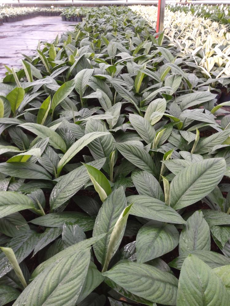 SPATHIPHYLLUM SENSATION VP21