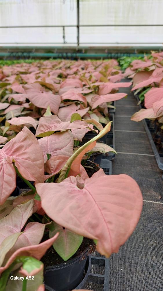 SYNGONIUM R. HEART VP12