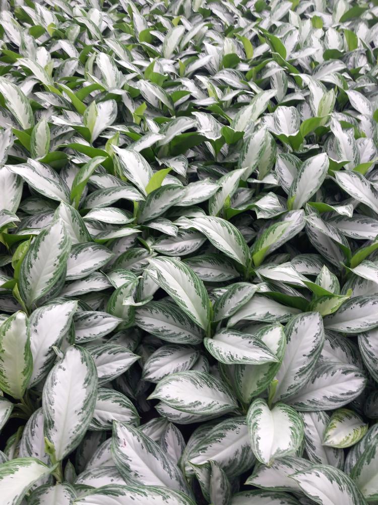 AGLAONEMA S. BAY 2P VP17