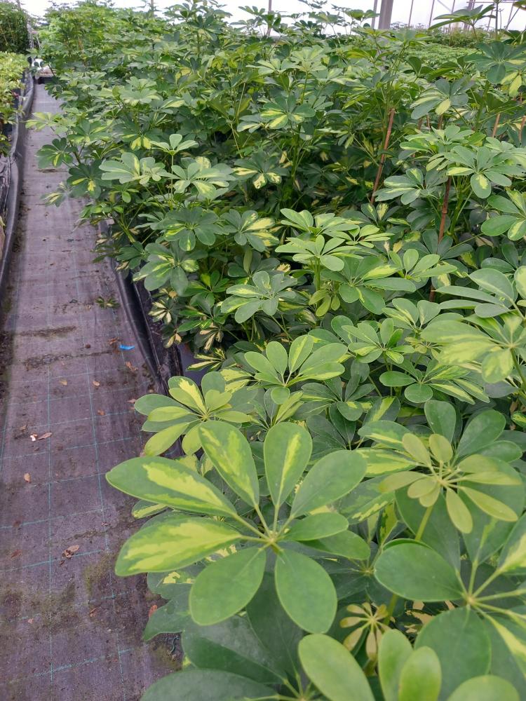 SCHEFFLERA GOLD CAPELLA 3P VP21