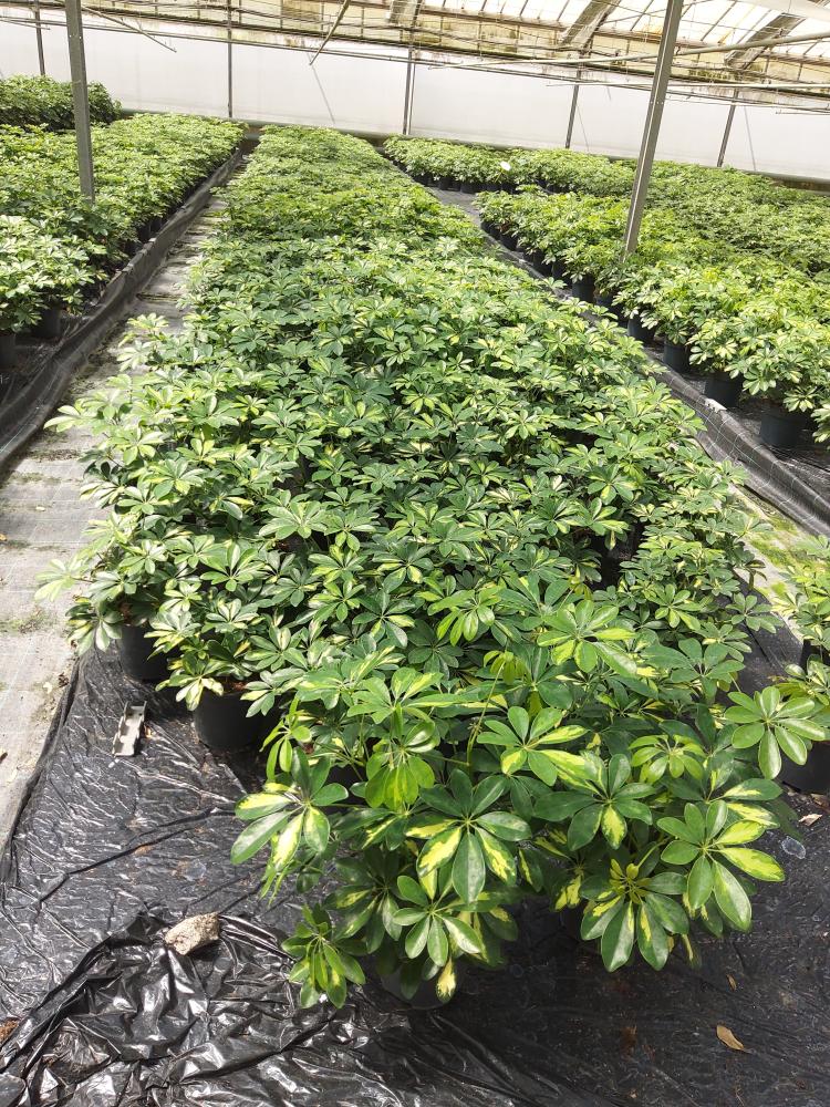 SCHEFFLERA GOLD CAPELLA 3P VP17