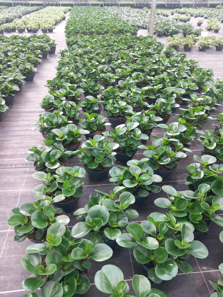 PEPEROMIA OBT. GREEN CP17