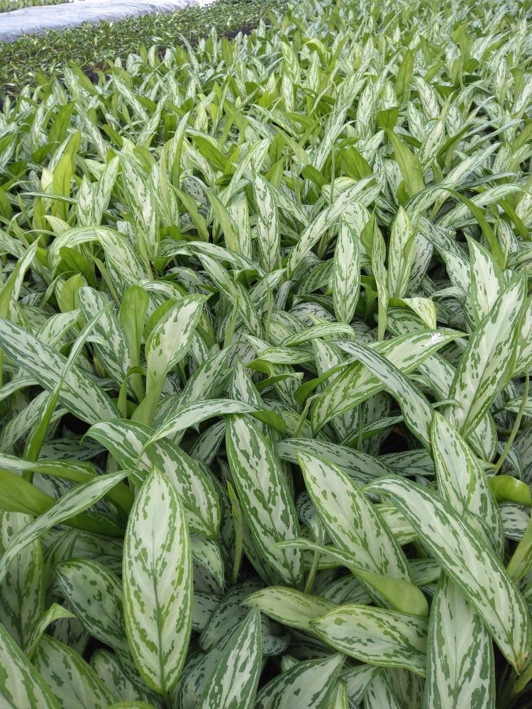 AGLAONEMA S. QUEEN 3P CP17