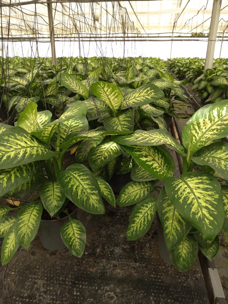 DIEFF. TROPIC SNOW 3P VP24