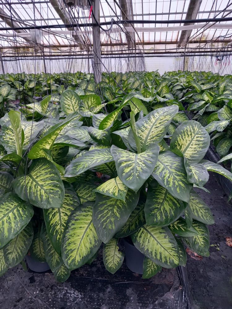DIEFF. TROPIC SNOW 3P VP24