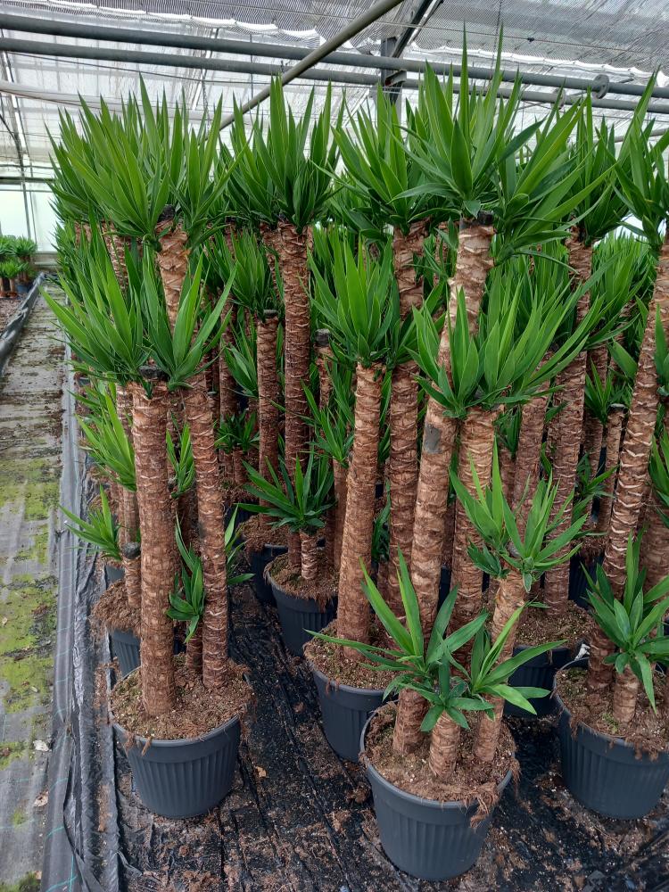 YUCCA 120/90/60/30 VP30