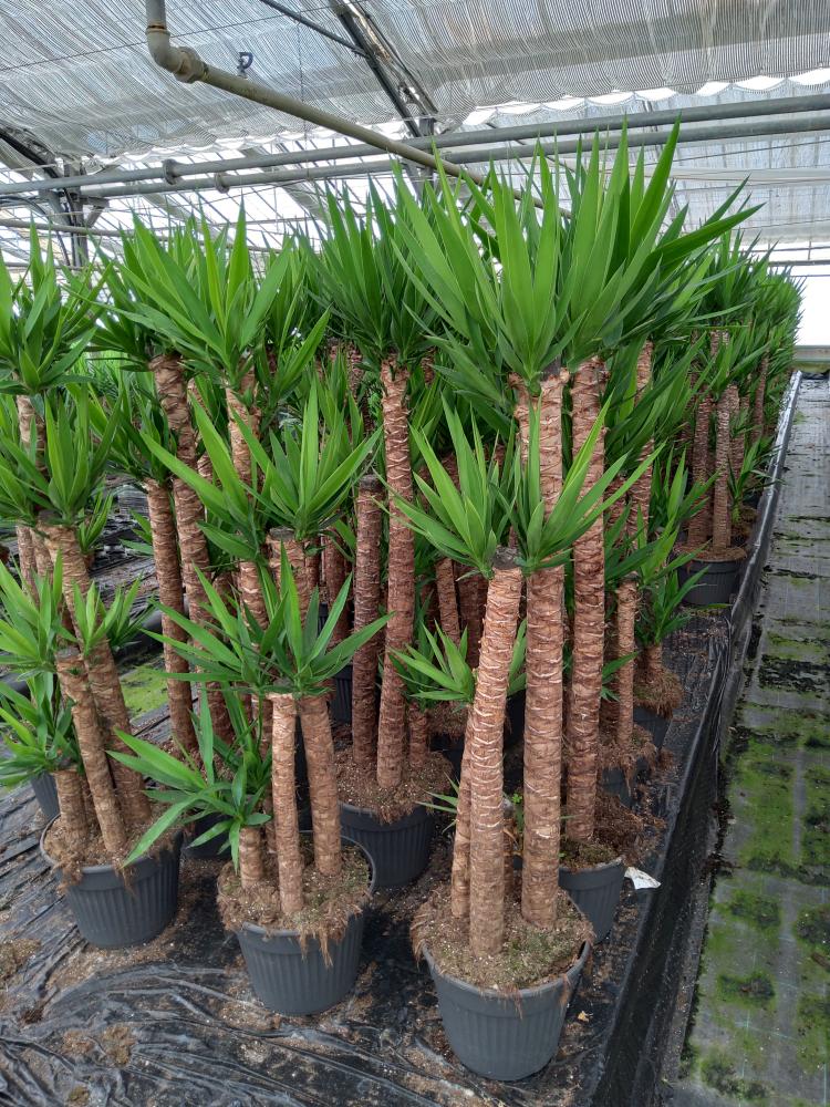 YUCCA 120/90/60/30 VP30