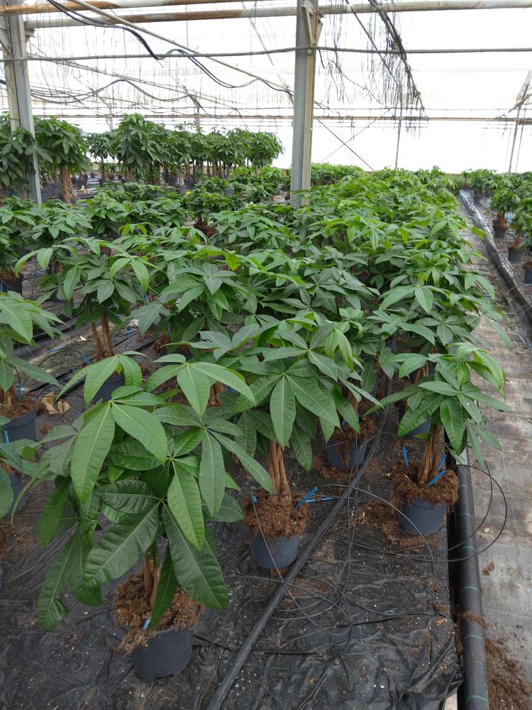 PACHIRA AQUATICA VP17