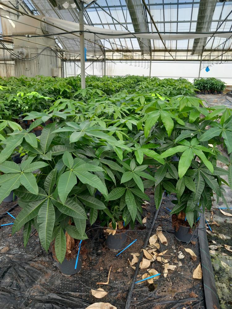 PACHIRA AQUATICA VP17