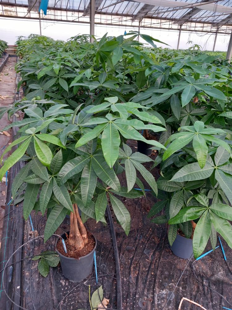PACHIRA AQUATICA VP17