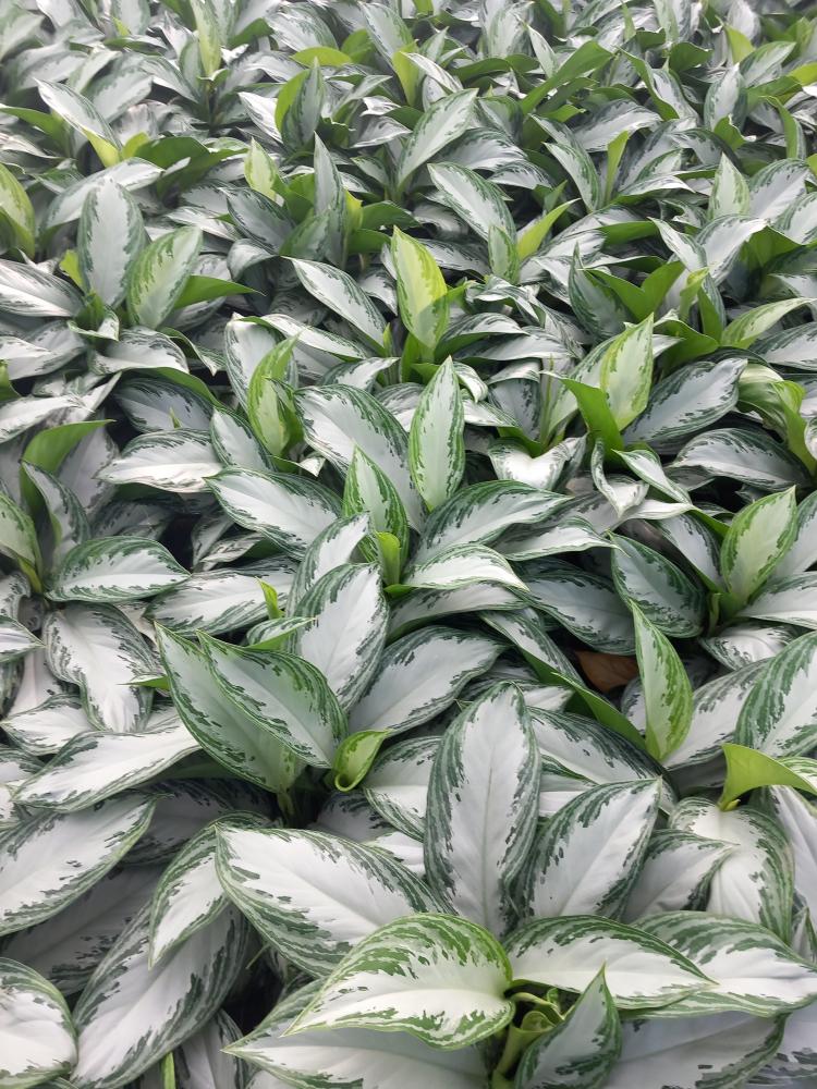 AGLAONEMA S. BAY 3P VP21