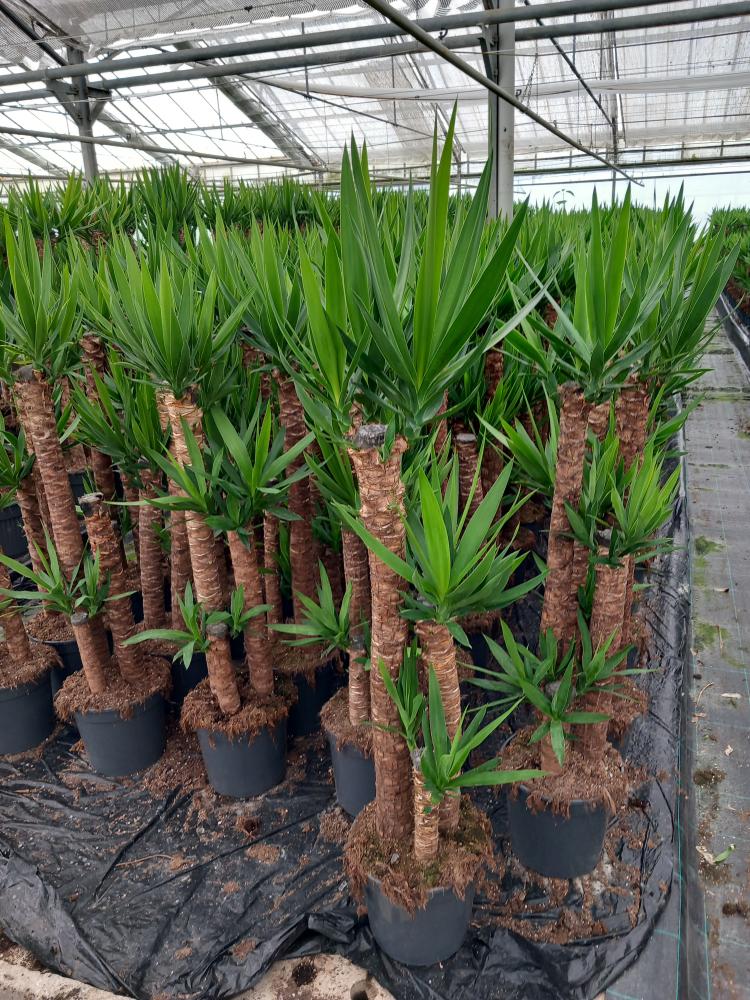 YUCCA H90/60/30 VP24