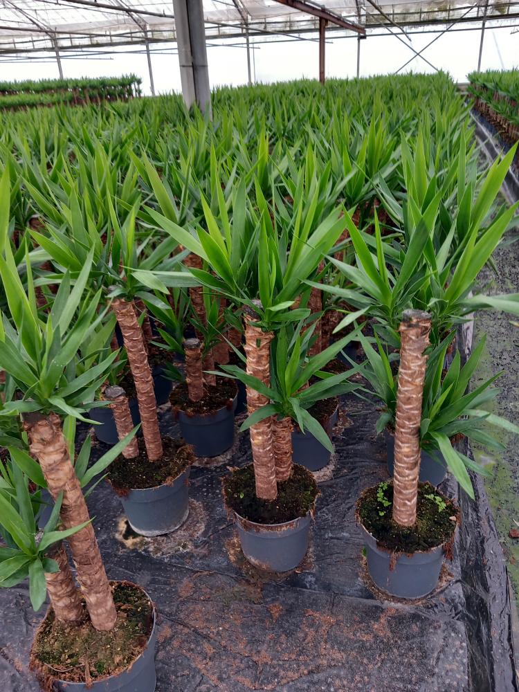 YUCCA H60/30 VP21
