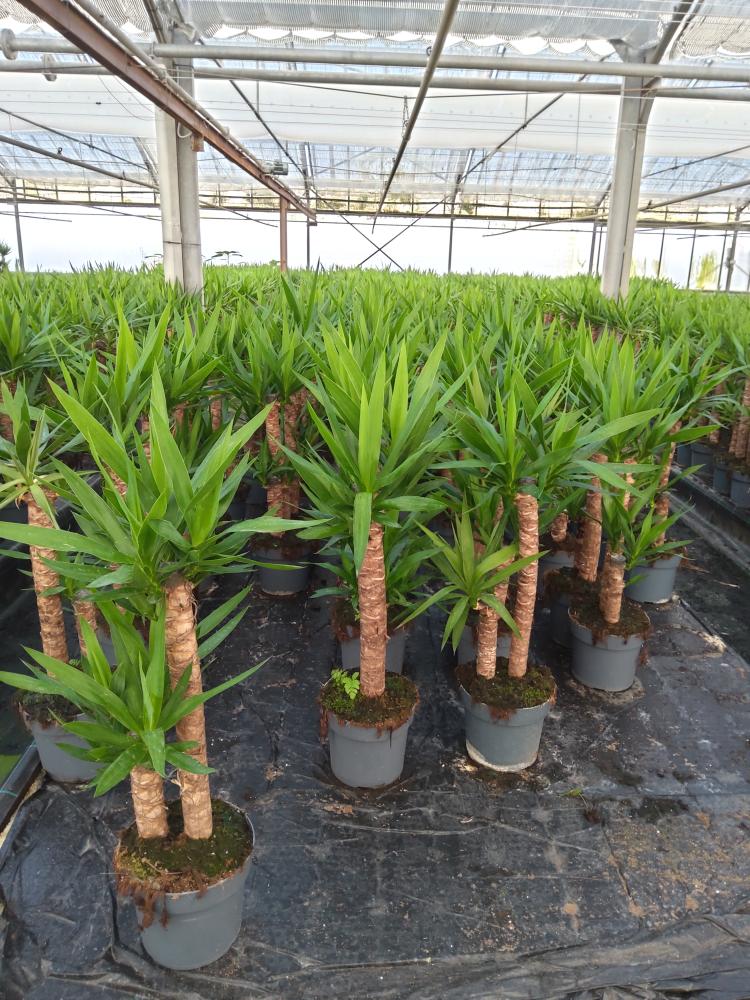 YUCCA H60/30 VP21