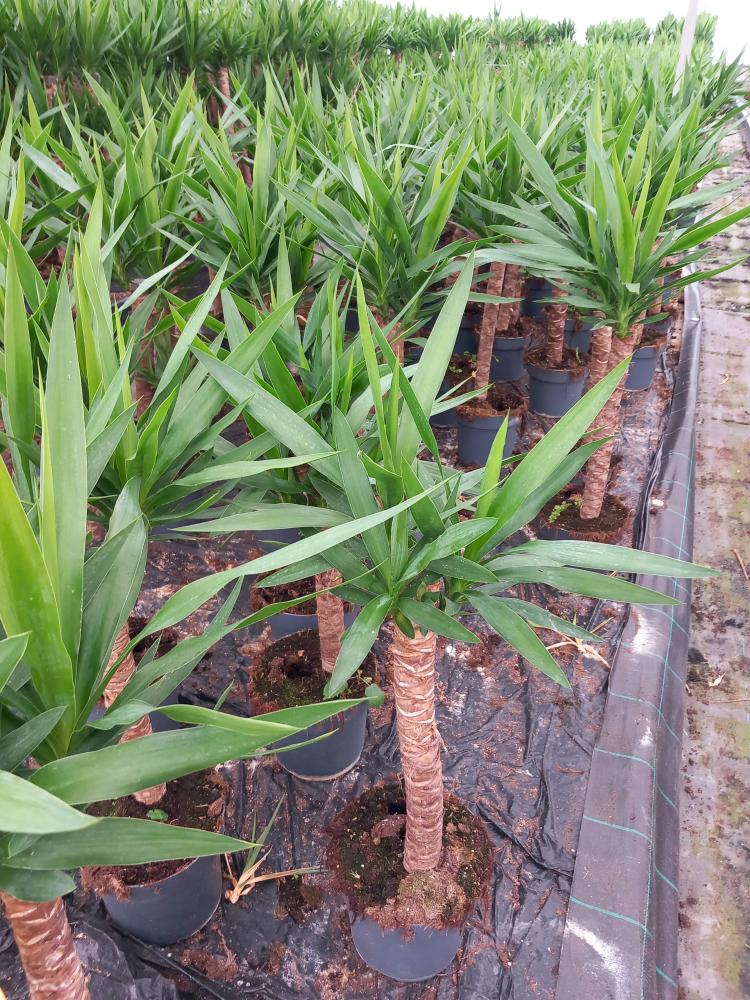 YUCCA H60/30 VP21