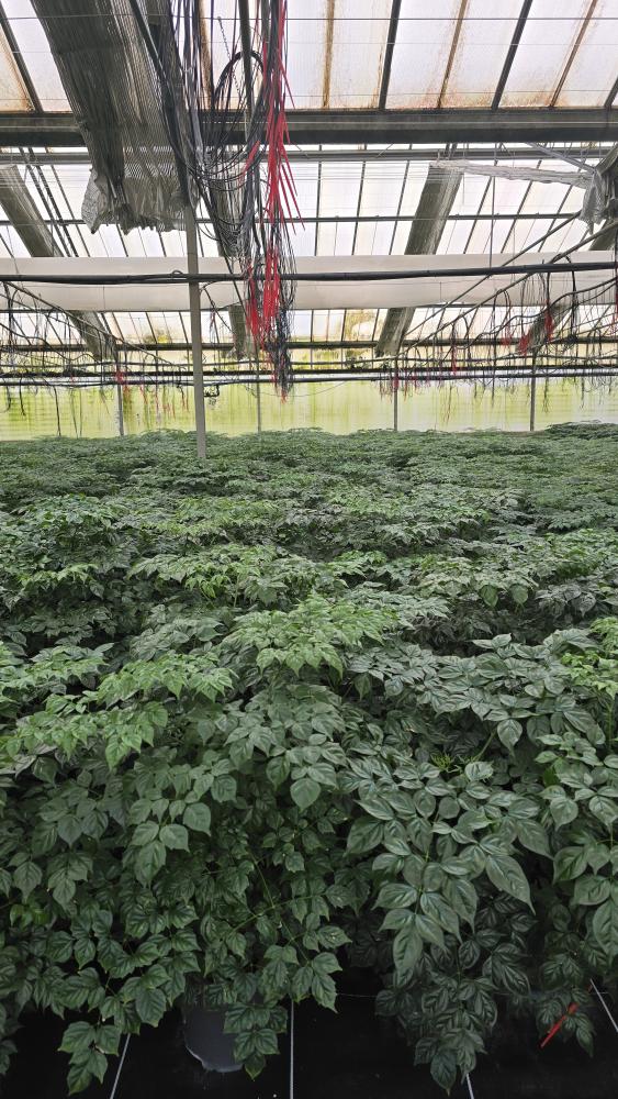 RADERMACHERA SINICA VP17