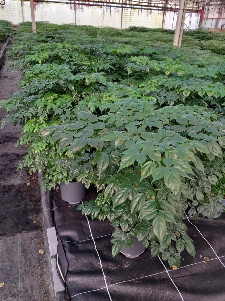 RADERMACHERA SINICA VP17