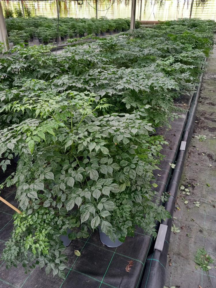 RADERMACHERA SINICA VP17