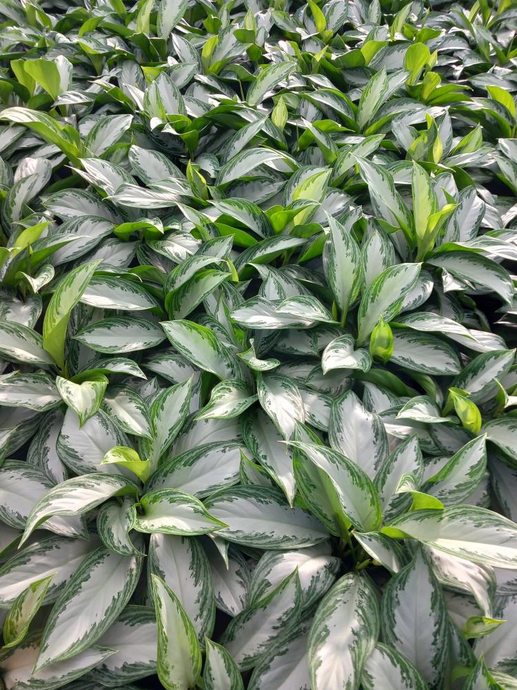 AGLAONEMA S. BAY 3P VP21