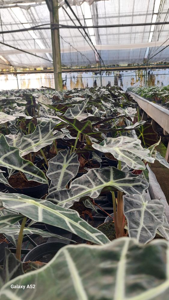 ALOCASIA A. POLLY CP17