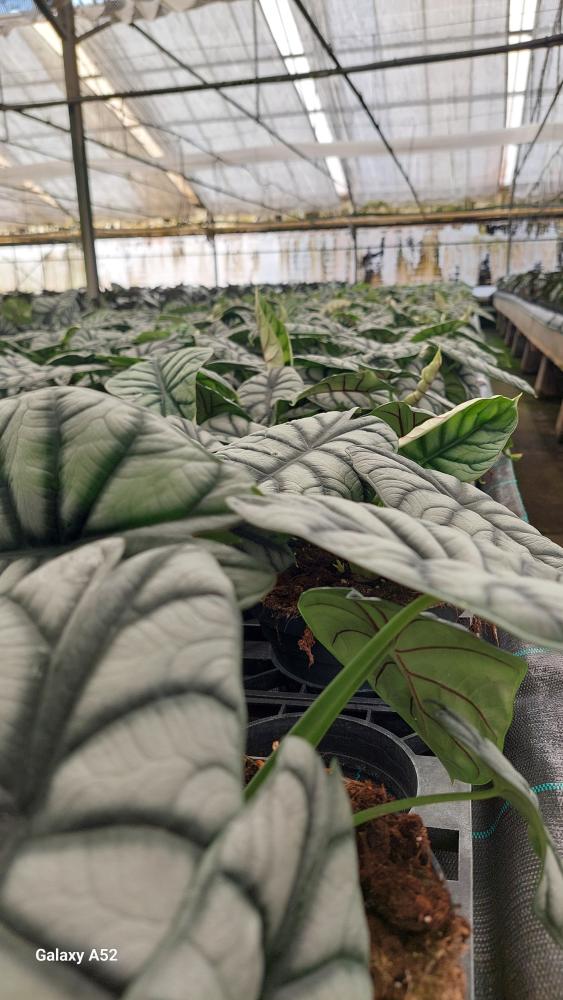 ALOCASIA S. DRAGON CP17