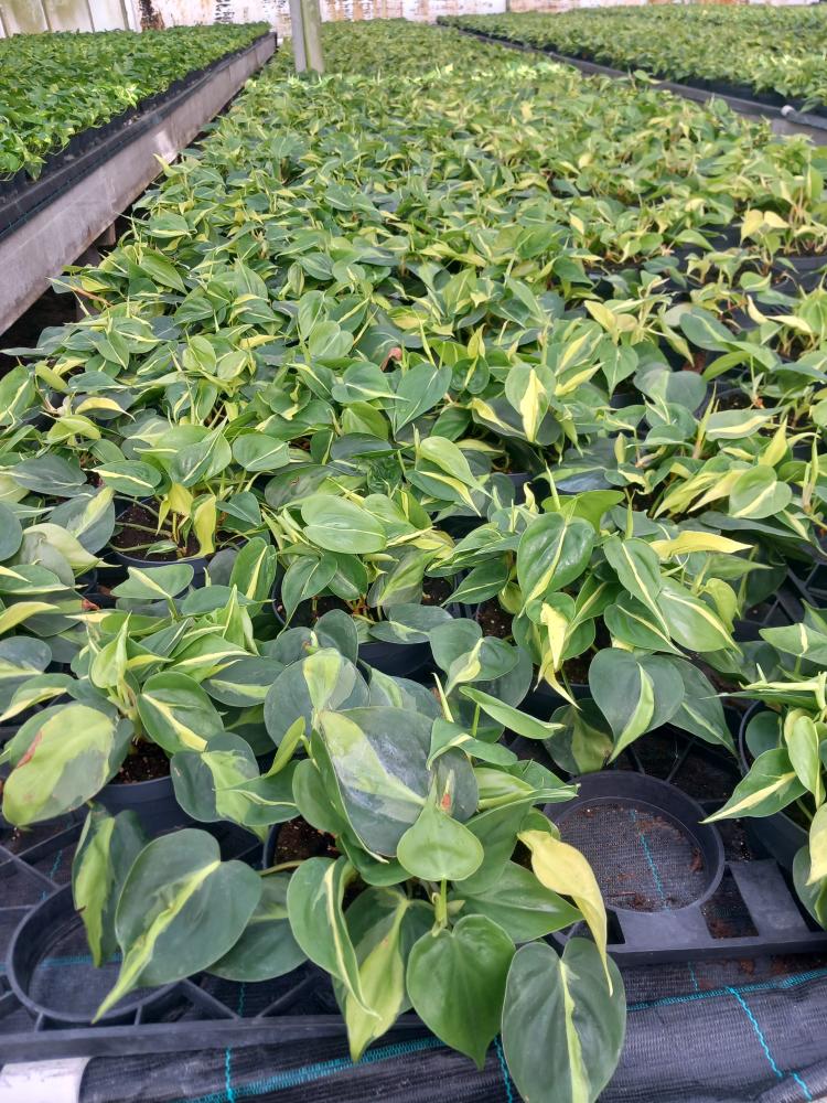 PHILODENDRON BRASIL CP17