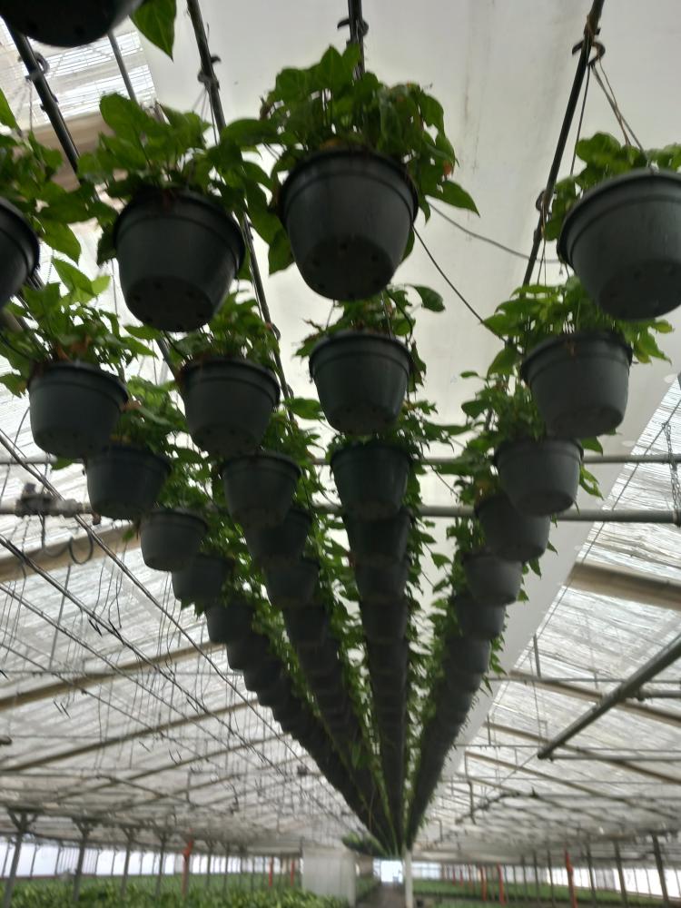 SYNGONIUM ARROW BASKET BK20