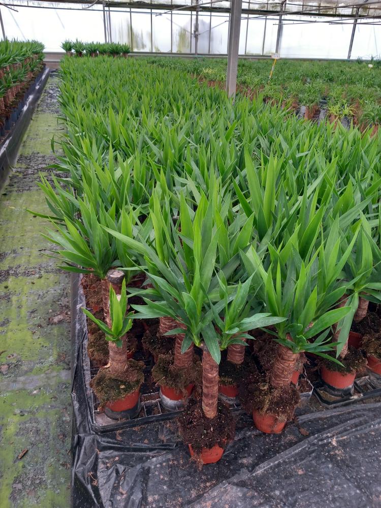 YUCCA H30 VP12