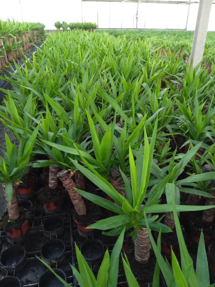 YUCCA H30 VP12