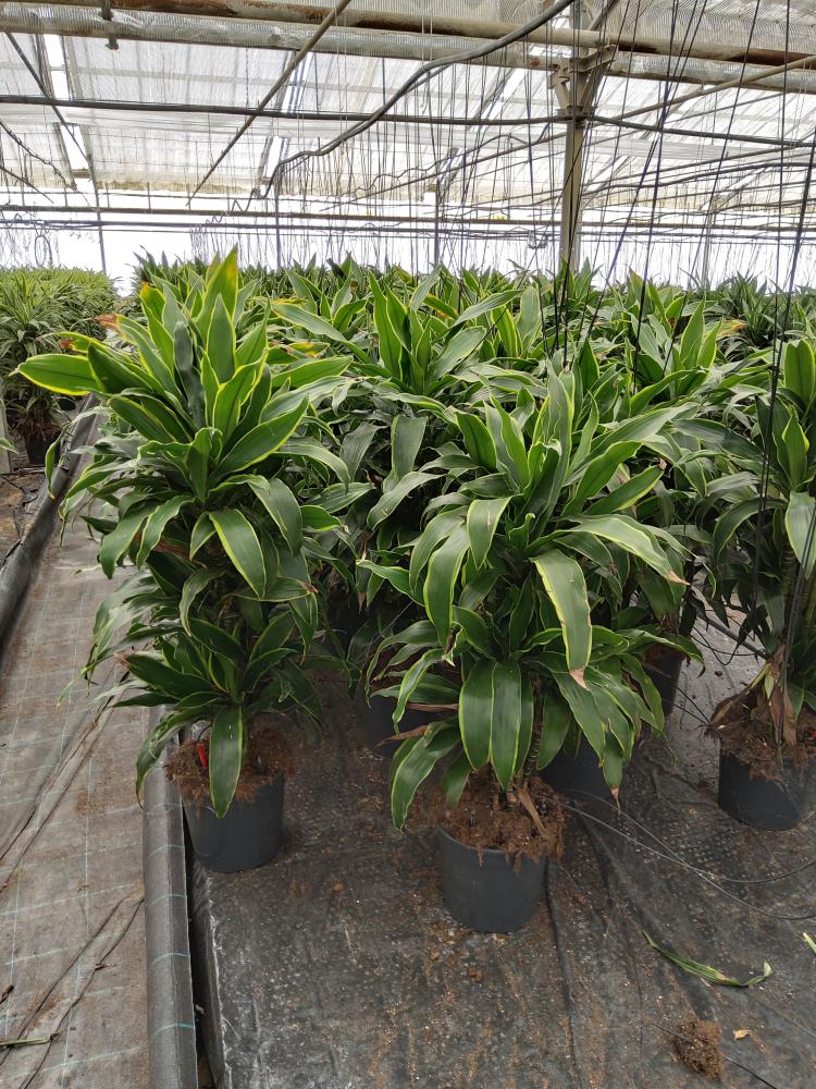 DRACAENA GREEN MULTI BRANCH H80 VP24