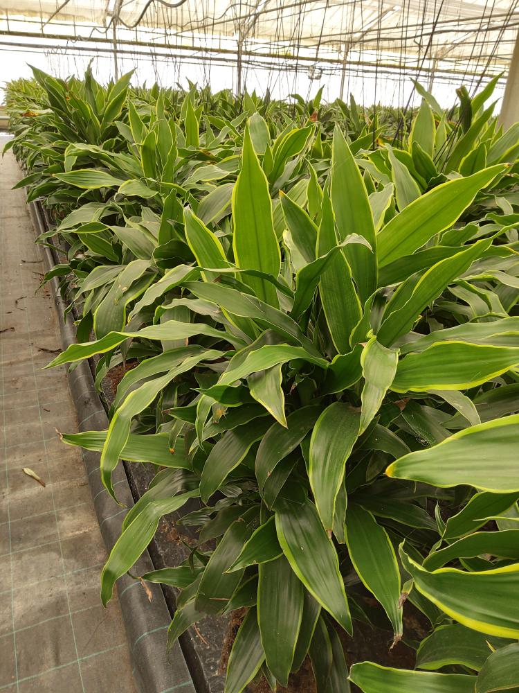 DRACAENA GREEN MULTI BRANCH H80 VP24
